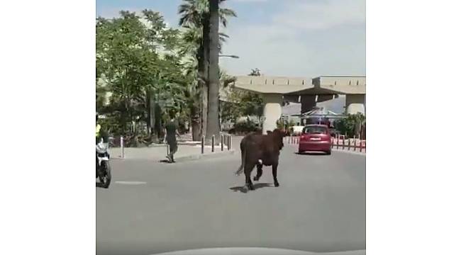 Kamyona yüklenirken kaçan boğalar, ortalığı birbirine kattı
