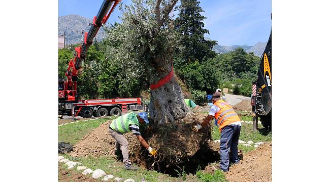 Kemer'e asırlık zeytin ağaçları