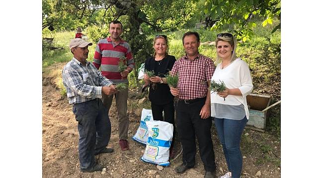 Kırklareli'nde lavanta ekildi