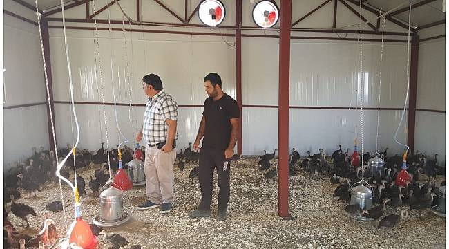 Kulp'ta hindi çiftliği kuruldu