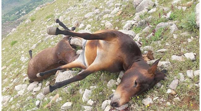 Sason'da yıldırımın isabet ettiği iki katır telef oldu