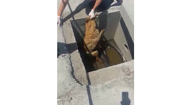 TEM'de "Bıçkın" Köpeği kurtarma operasyonu kamerada