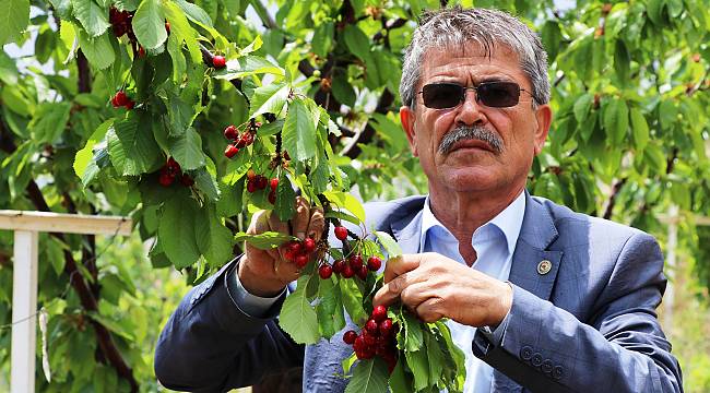Yeşilyurt’un erkenci kirazı turfandada hasat başladı