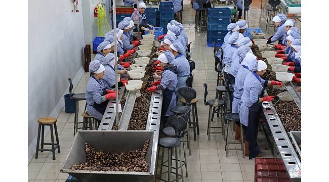 Zonguldak&#39;tan Avrupa&#39;ya yılda bin 200 ton salyangoz ihraç ediyorlar
