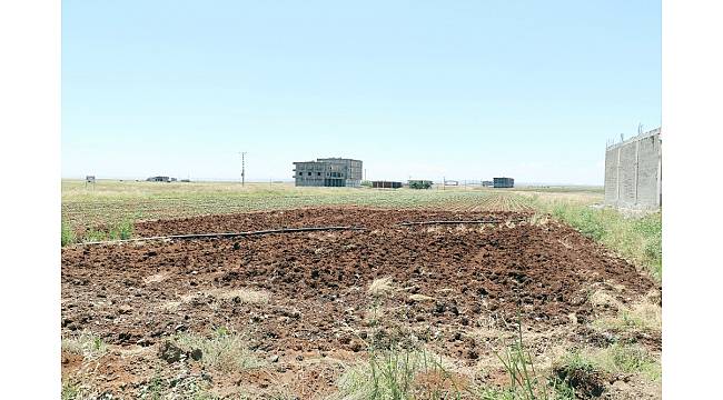 Çiftçiyi önce kuraklık sonra yağmur vurdu