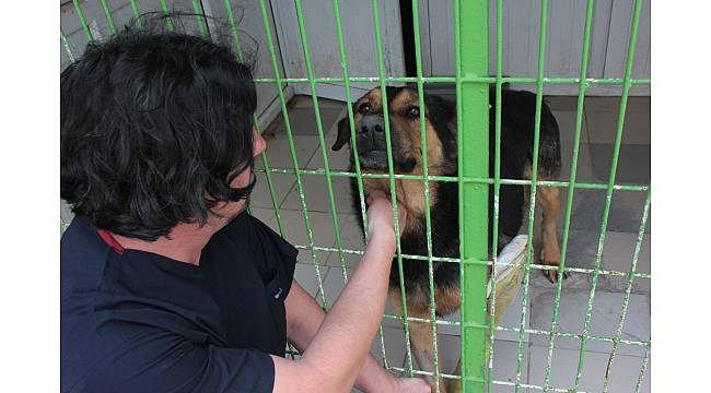 Eskişehir'de köpeğe pompalı tüfekle ateş