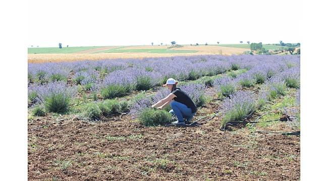 Kırklareli'nde lavanta hasadı başladı