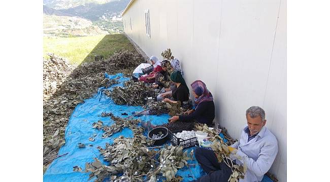 Sason'da koza hasadı başladı