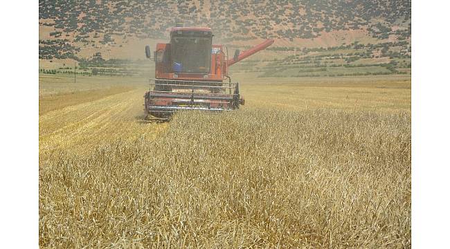 Yayla'da hasat dönemi başladı