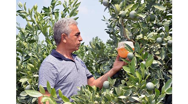 Doğan: "Narenciye enstitüsü kurulmalı"