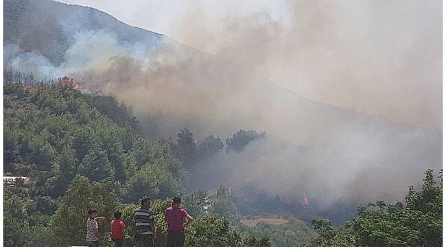 Hatay'da orman yangını