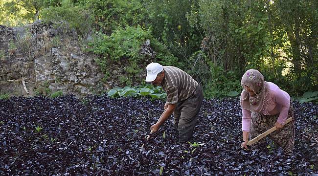 Mor reyhan üreticinin yüzünü güldürüyor
