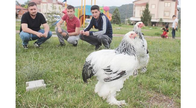 Tavşanlı'da süs tavukları mezat alanı açıldı