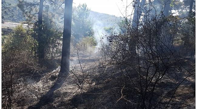 Düzce&#39;de ormanlık alanda yangın