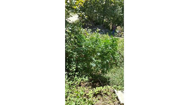 Erdek'te jandarma 12 kilo esrar yakalandı