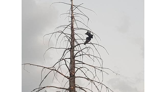 Ağaçta asılı kalan kargayı itfaiye kurtardı