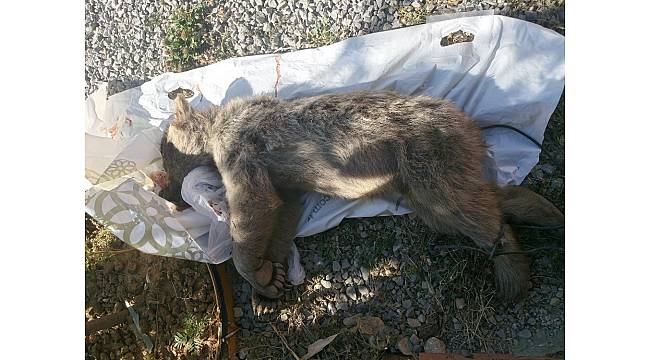 Gümüşhane&#39;de genç boz ayıyı öldüren şahsa 17 bin 455 lira ceza kesildi