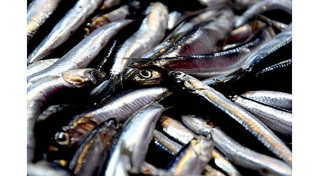 Arslan: "Hamsinin Karadeniz serüveni sona eriyor"