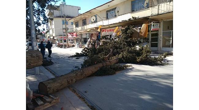 Denizli'de fırtına ağaçları yerinden söktü, işyerlerinin tentelerini devirdi