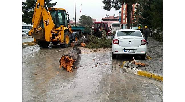 Denizli'de fırtına çam ağacını yıktı