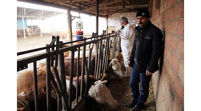 Elektrik akımına kapılan hayvanlar telef oldu