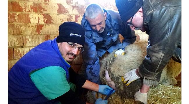 Et üretimi süngerleme ile artacak