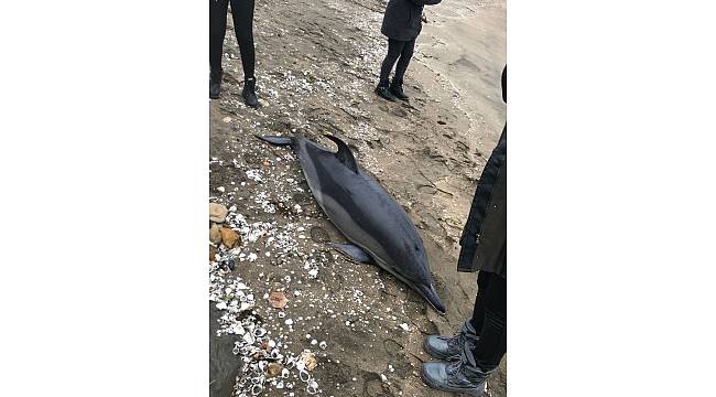 Fatsa&#39;da ölü yunus karaya vurdu