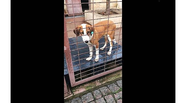 Hayvan barınağından tiyatro sahnesine