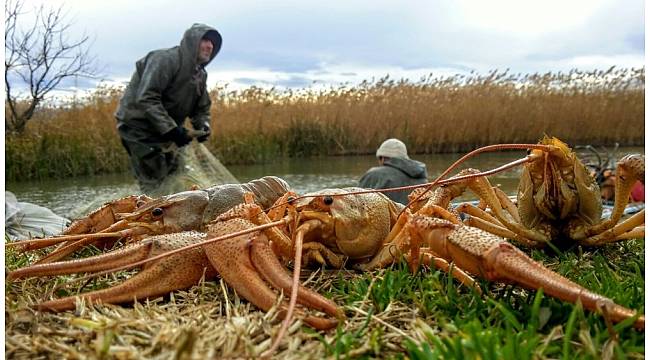 İznik Gölü'nde kerevit bolluğu