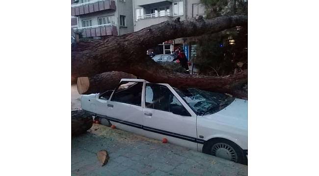 Nazilli'de fırtına ağaç devirdi