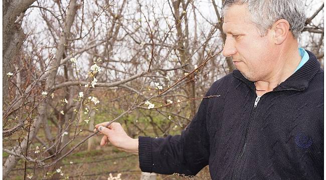 Sarıgöl&#39;de papatyaların ardından erikler de çiçek açtı
