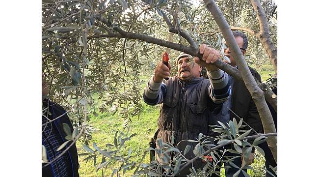 Sarıgöl&#39;deki zeytin üreticilerine budama eğitimi