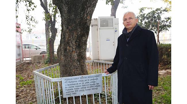 Sultan Abdülhamid Han'ın ağacı projeyi değiştirdi