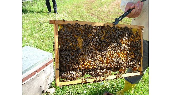 Türkiye'nin arı üreticileri İstanbul'da buluşuyor