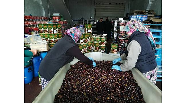 Zayıflatan "eşek" zeytini el yakıyor