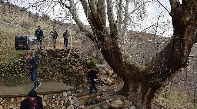  500 yıllık çınar ağacı yıllara meydan okuyor