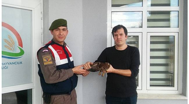 Avcıların bulduğu yaralı doğan Jandarmaya teslim edildi