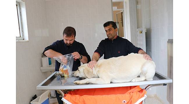 Gazipaşa&#39;da sokak hayvanları sağlık kontrolünden geçirildi