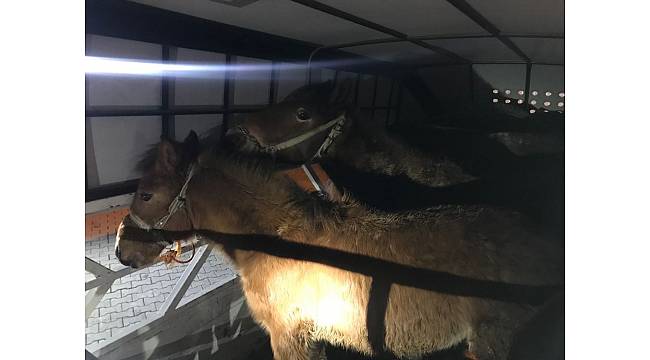 Kahramanmaraş'ta kaçak at kesimi şüphesiyle durdurulan kamyonda, 6 ata el konuldu.