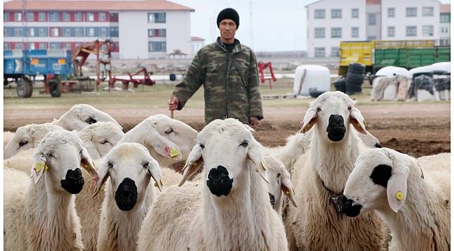Yerli çoban sıkıntısı Afganlılara istihdam sağladı