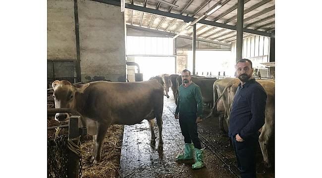 Bademli'ye Avusturya'dan damızlık sığır ithalatı