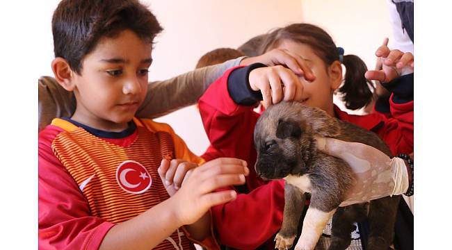 Bingöl'de 372 sokak hayvanı tedavi edildi