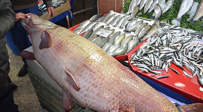 Dev kurşun balığı görenleri hayrete düşürüyor
