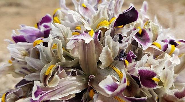 Malatya'da Nevruz Çiçekleri açtı