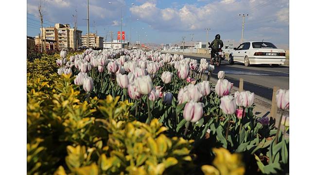 Mardin'de yeşillendirme çalışmaları devam ediyor