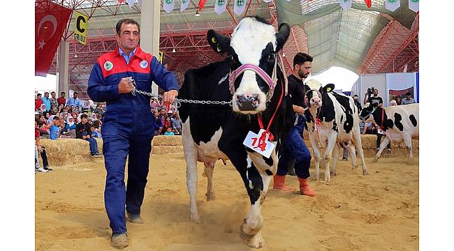 Burdur'da damızlık inek yarışması