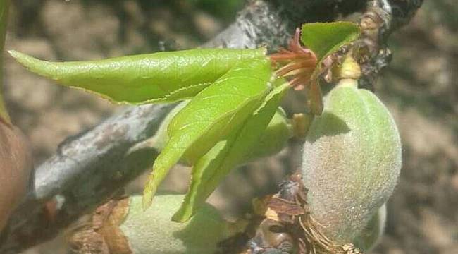 Kayısıyı yine don vurdu !