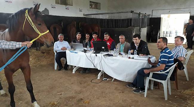 Milyonluk atlar görücüye çıktı