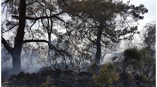 Antalya orman yangını seralara sıçramadan söndürüldü