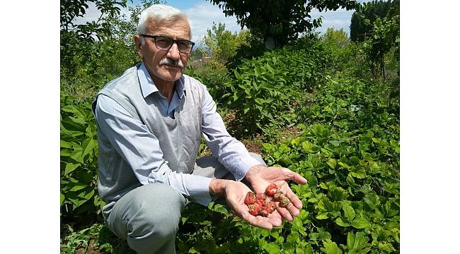 Aşırı yağışlar çilek üreticisini vurdu
